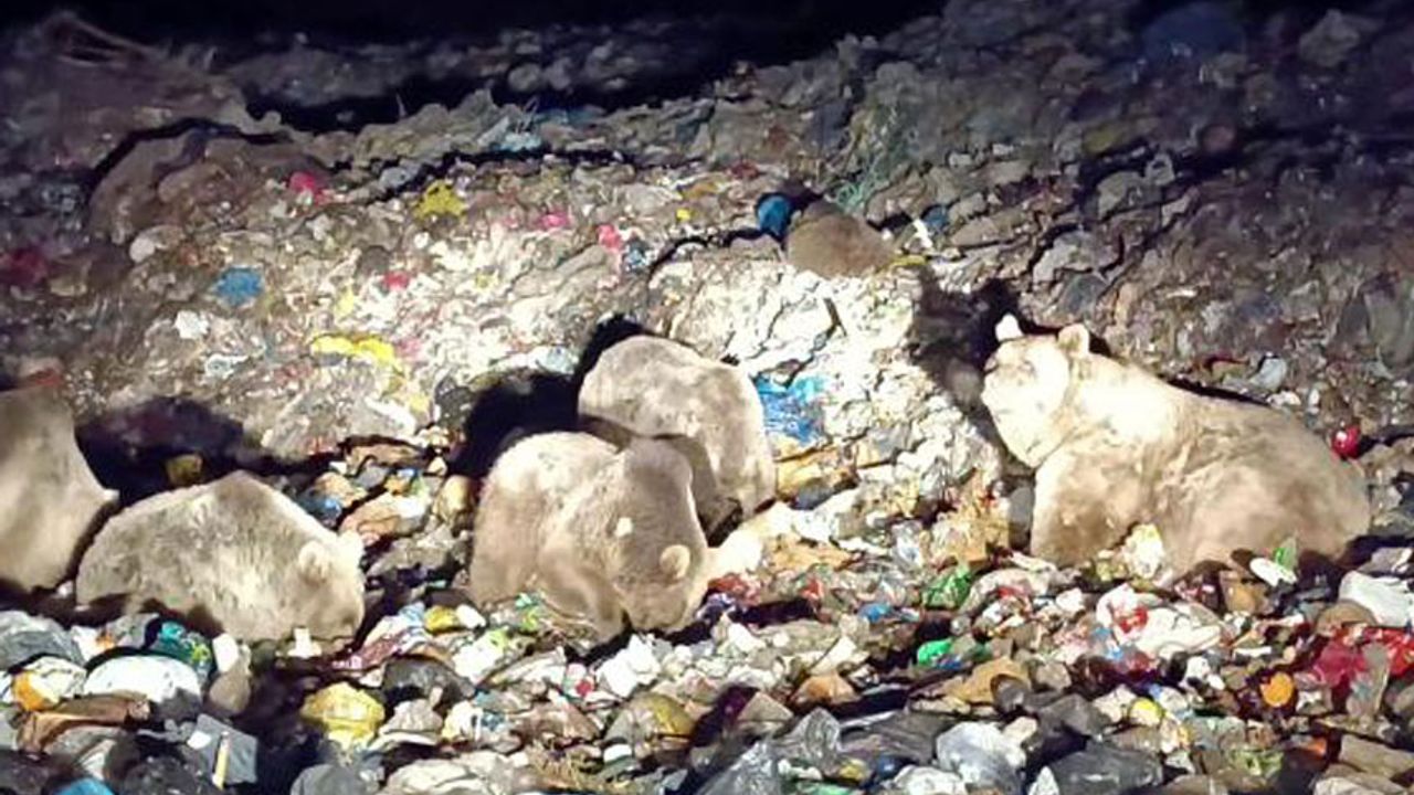 Sarıkamış'ta Bozayılar Çöplerle Besleniyor