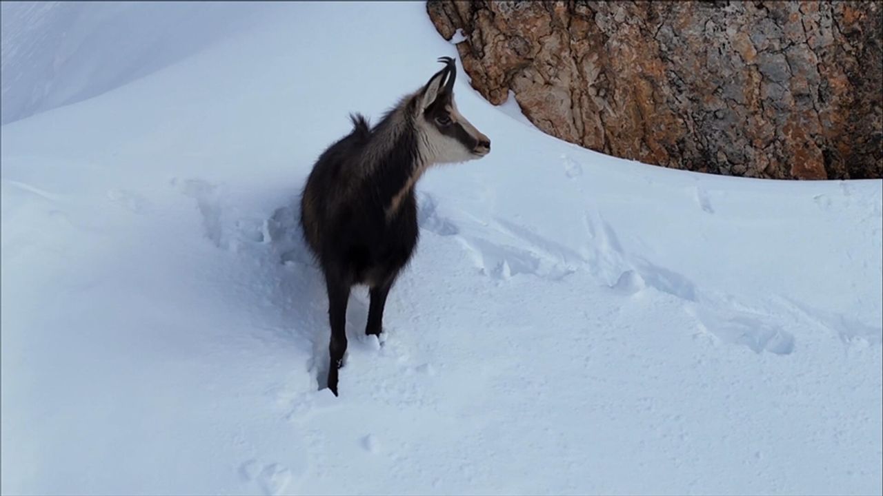 Erzincan Munzur Dağları'nda Çengel Boynuzlu Dağ Keçileri Sürüsü