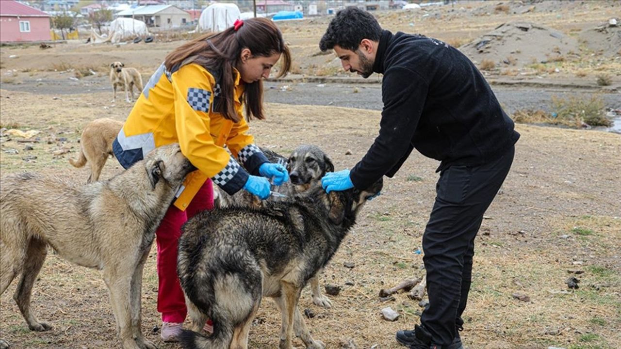 Yozgat'ta 15 Sahipsiz Köpeğe Kuduz Aşısı Yapıldı