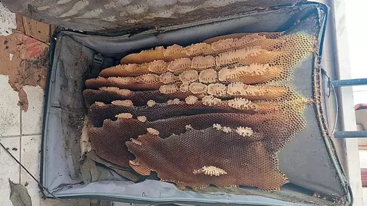 Arılar Eski Bavul İçine 60 Kilo Bal Yaptı!