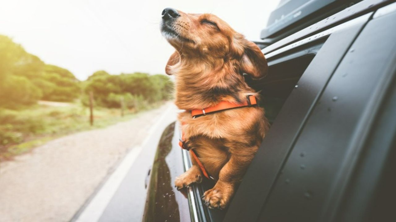 Köpekler Neden Kafalarını Arabanın Camlarından Dışarı Çıkarmaktan Hoşlanır?