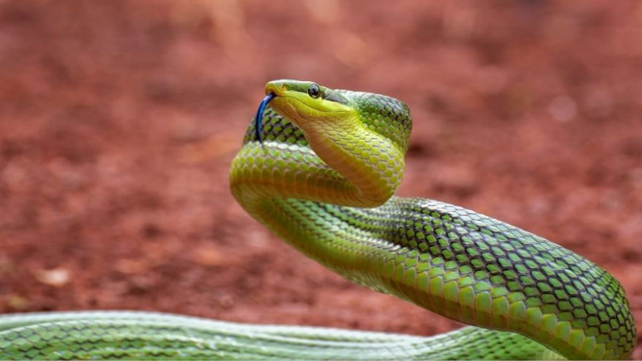 Yılanlardan Neden Korkarız?