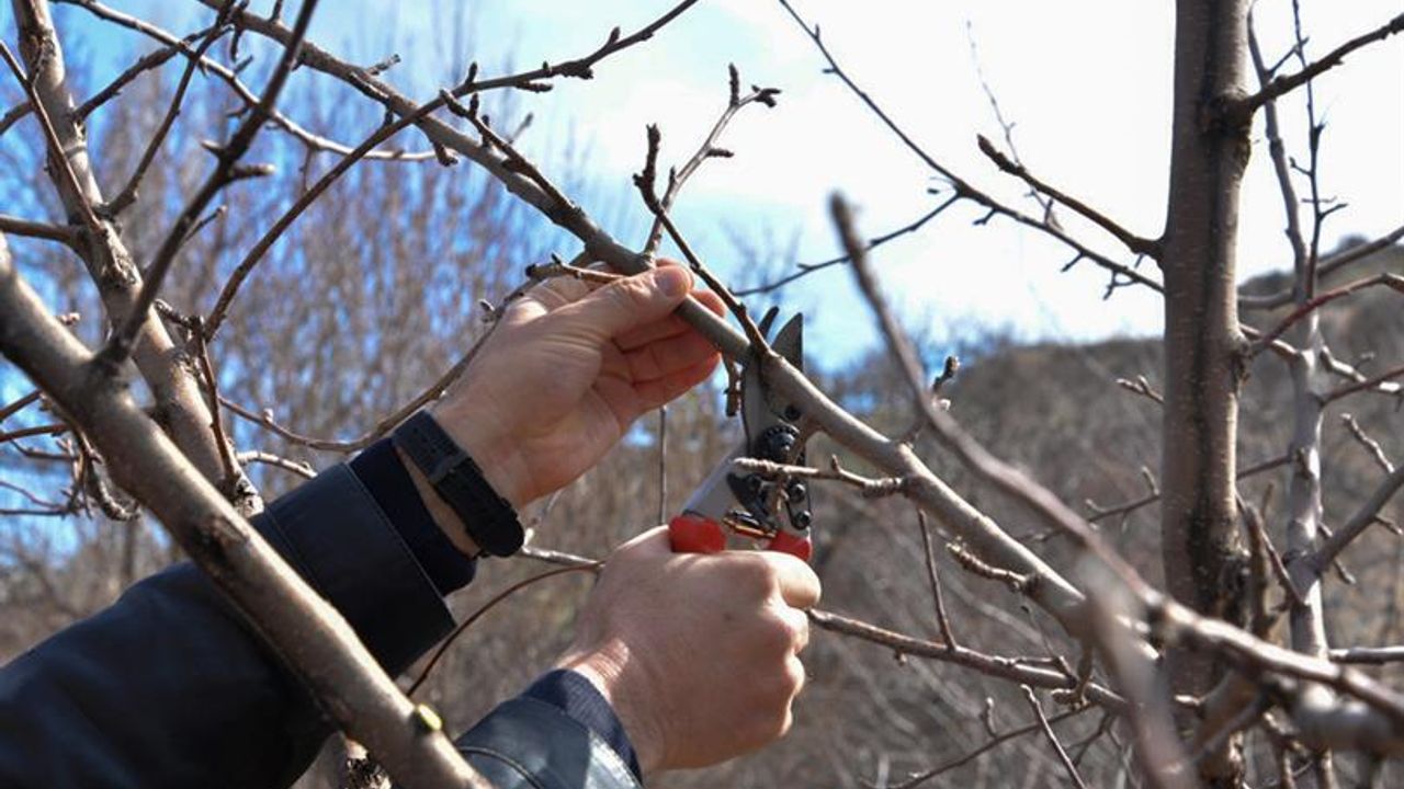 Ağaç Budama Nasıl Yapılır? Ağaç Budamanın Püf Noktaları