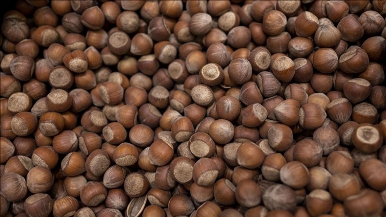 Avrupalı Alıcılar Alımı Azaltınca Fındık Fiyatları Geriledi