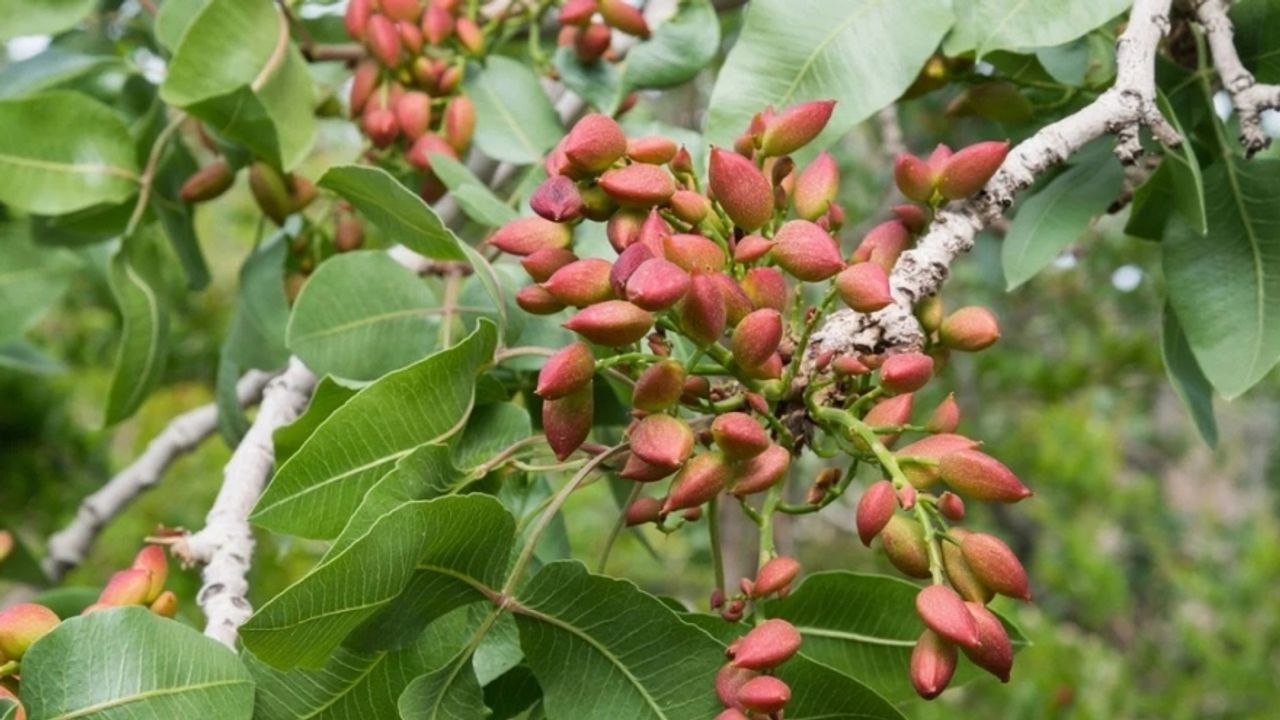 Beypazarı’nda Üreticiye Fırsat! Antep Fıstığı Fidanı Desteği Başladı