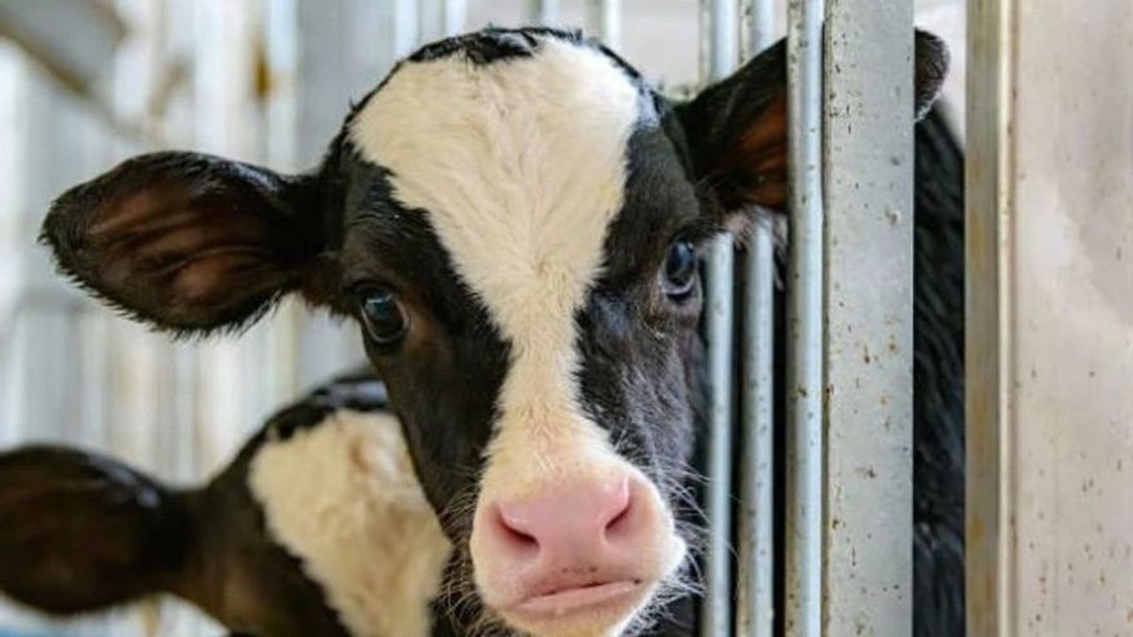 Deli Dana Hastalığı Nedir? Belirtileri ve Tedavi Yöntemleri