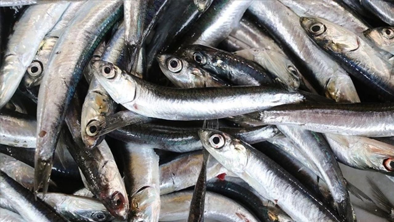 Hamsi İhracatı Boyut Sorunu Nedeniyle Yavaşladı