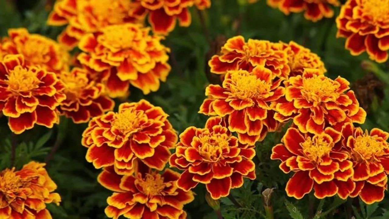 Kadife Çiçeğinin Bakımı Nasıl Olmalıdır?