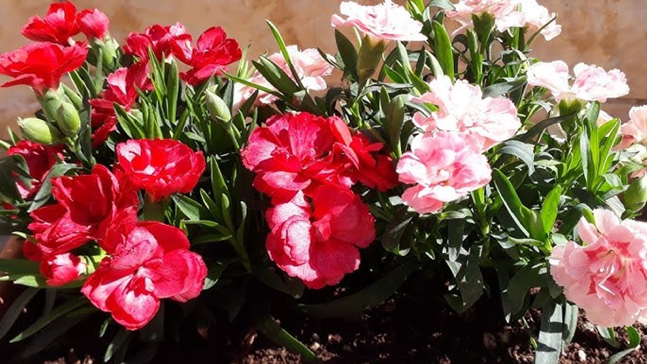 Karanfil Çiçeğine Nasıl Bakılır? Karanfil Yetiştirmek için Bilmeniz Gereken Her Şey