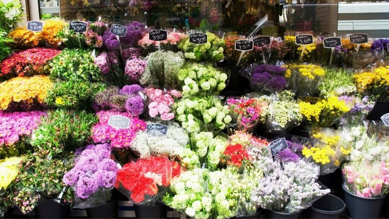 Kasım Ayında Hangi Çiçekler Açar? Hangi Çiçek Alınır?