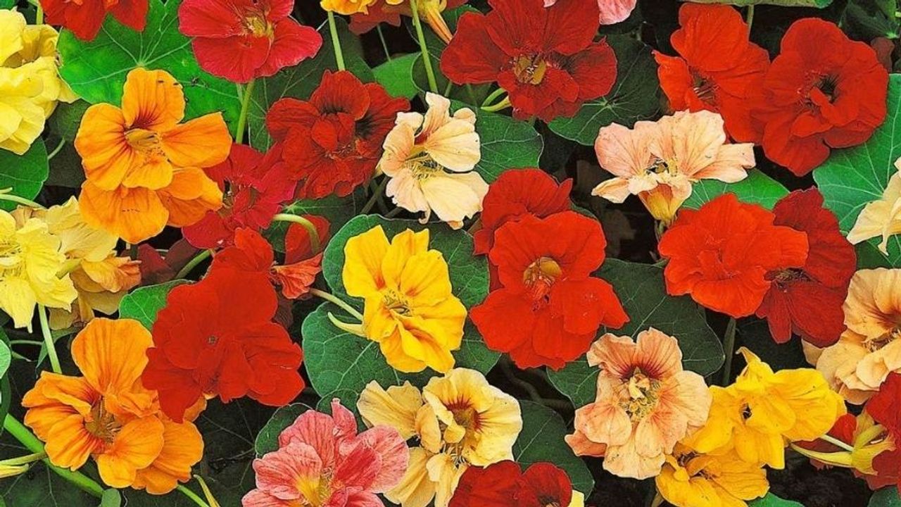 Latin Çiçeğinin Bakımı Nasıl Olmalıdır?