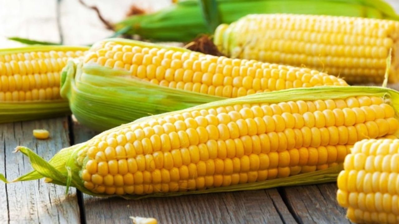 TİGEM, 1400 Ton Mısırı Açık Artırmayla Satacak