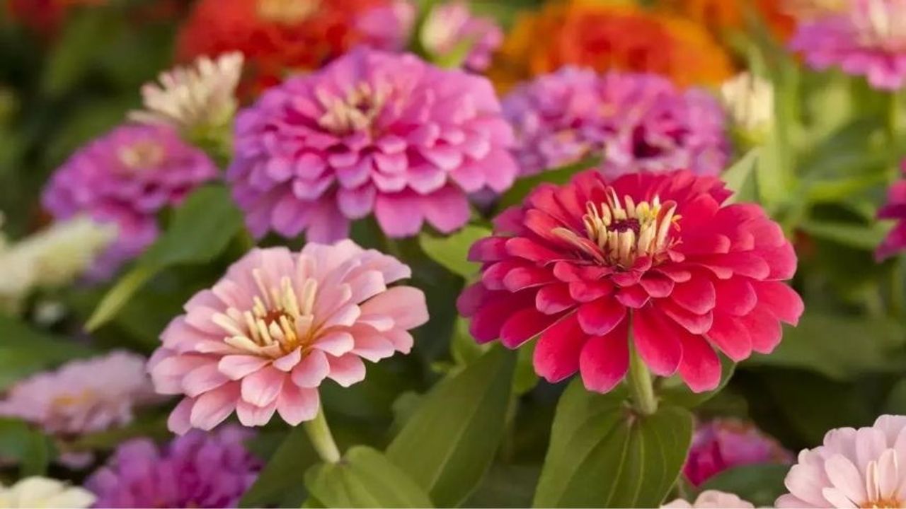 Zinya Çiçeğinin Bakımı Nasıl Olmalıdır?