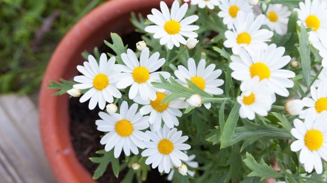 Papatya Bitkisinin Bakımı Nasıl Olmalıdır?
