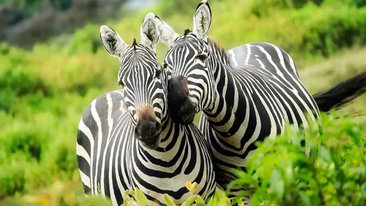 Rüyada Zebra Görmek, Koşan Zebra, Yavru Zebra, Otlayan Zebra, Ölmüş Zebra ve Zebra Balığı Görmek Ne Anlama Gelir?