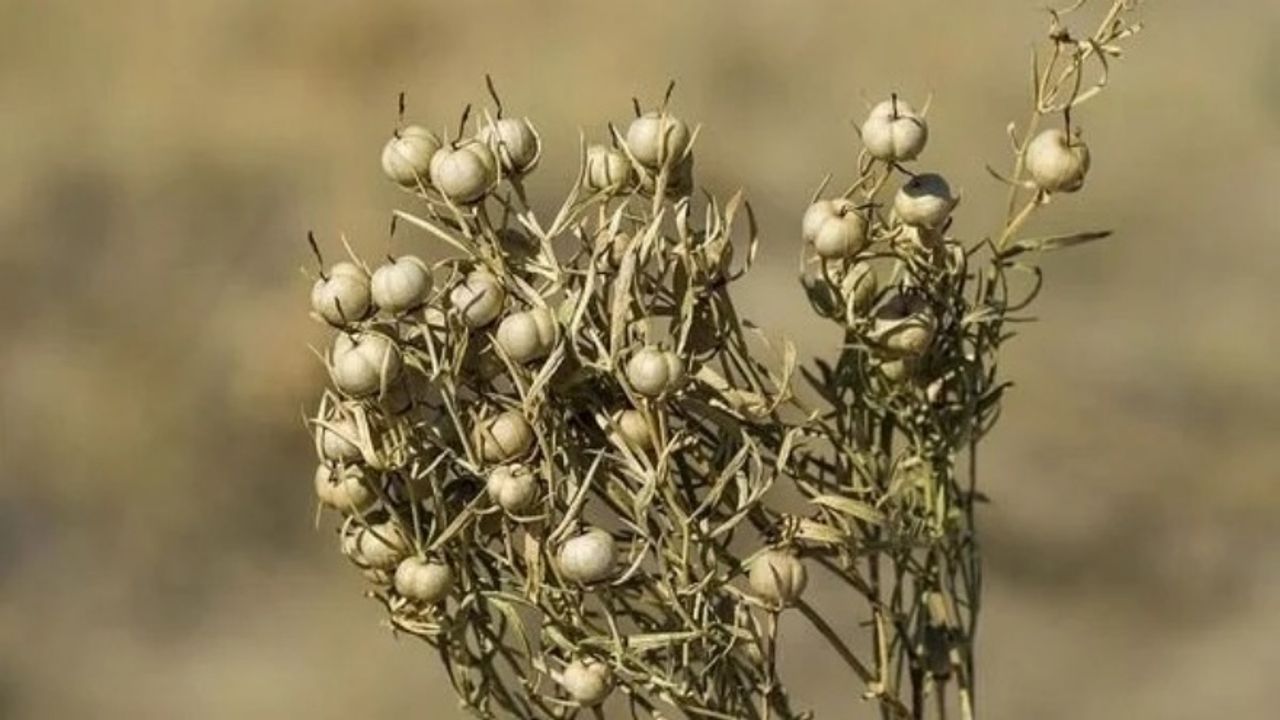 Üzerlik Çayı Nasıl Yapılır? Faydaları ve Yan Etkileri Nelerdir?
