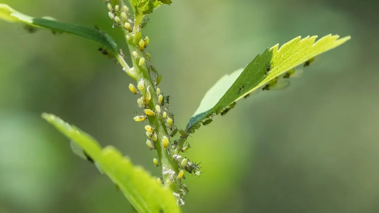 Çiçeklerde Böceklenme Neden Olur? Çiçeklerde Böceklenmeyi Tetikleyen Hatalar ve Çözüm Önerileri