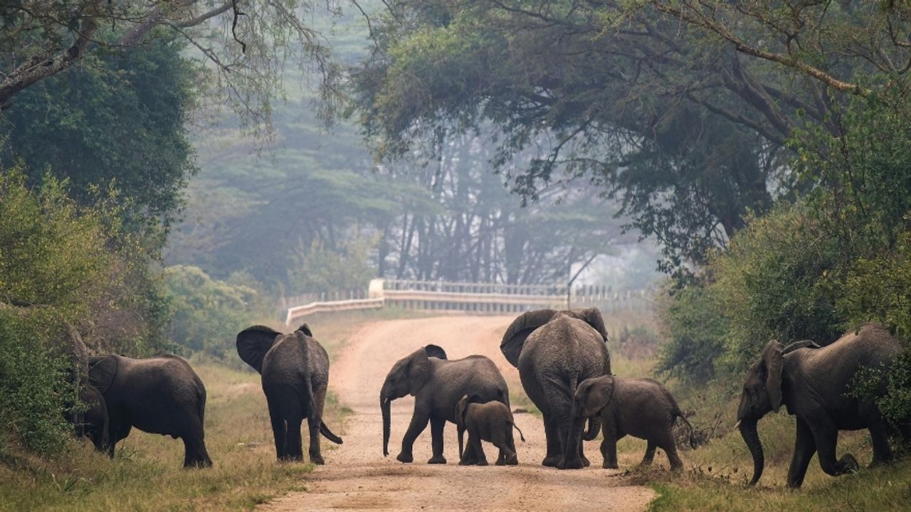 Hayvanlar da Kayıplarının Yasını Tutuyor mu?