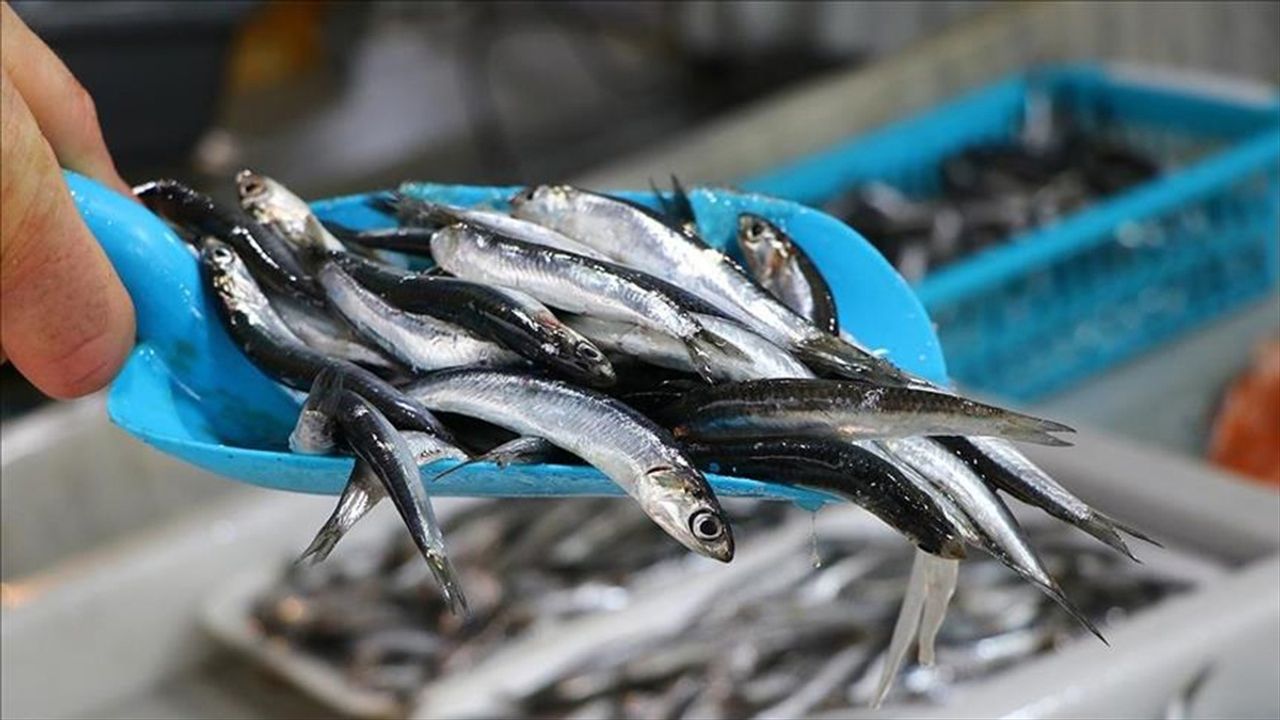 Türk Hamsisi 20 Ülkeye Ulaştı: İhracat 14,4 Milyon Doları Aştı