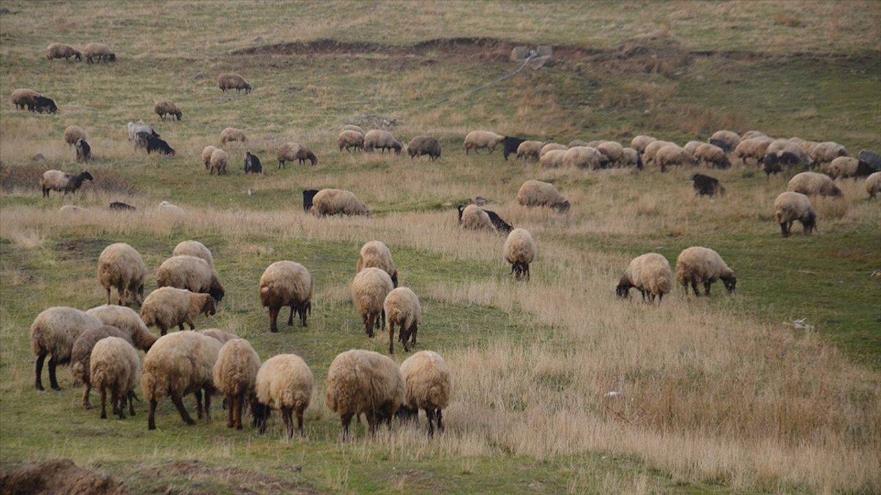 Yerli Irklara 2,7 Milyar Liralık Dev Destek