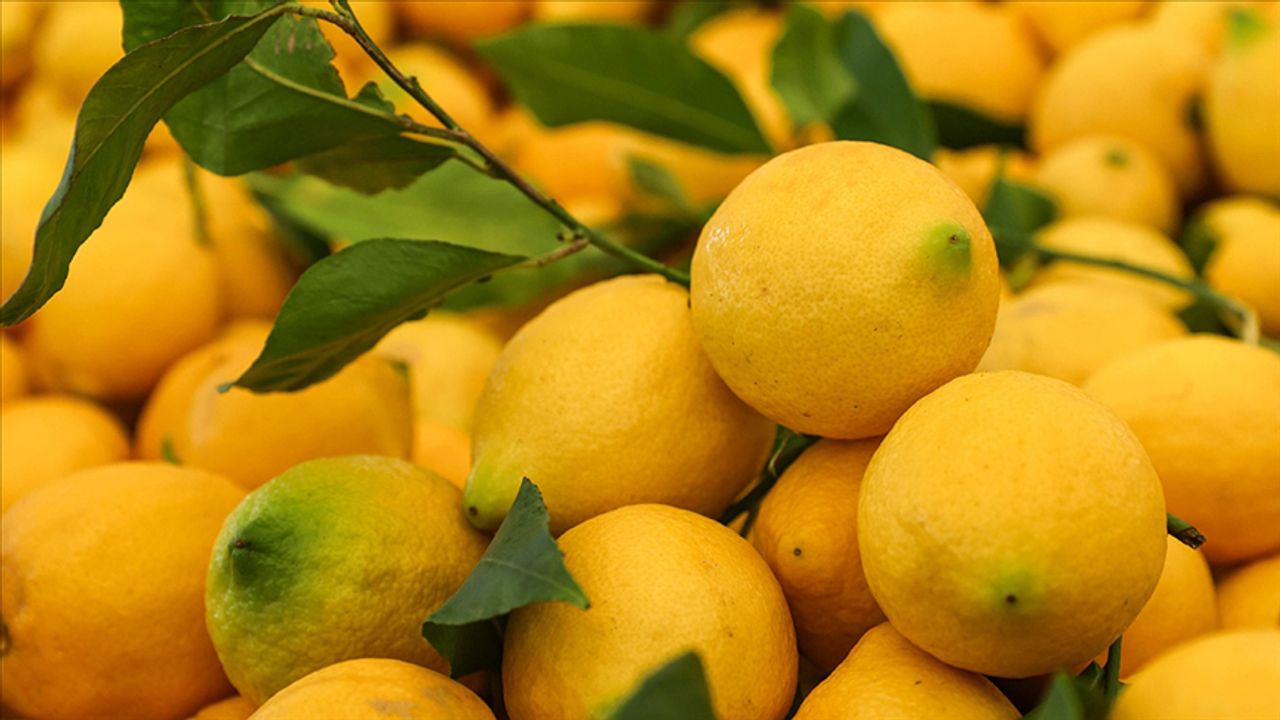 Limon Fiyatları 2025’te Yüzleri Ekşitti