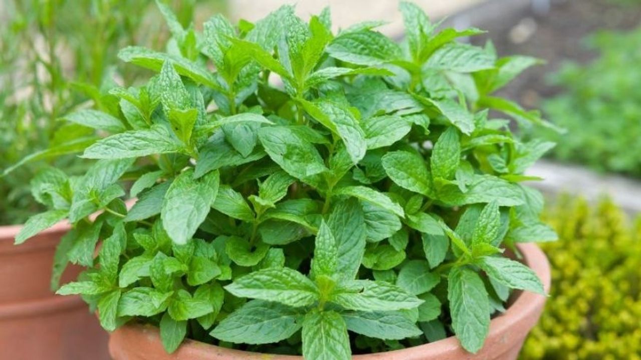 Nane Nasıl Yetiştirilir? Bakımı Nasıl Olmalıdır?