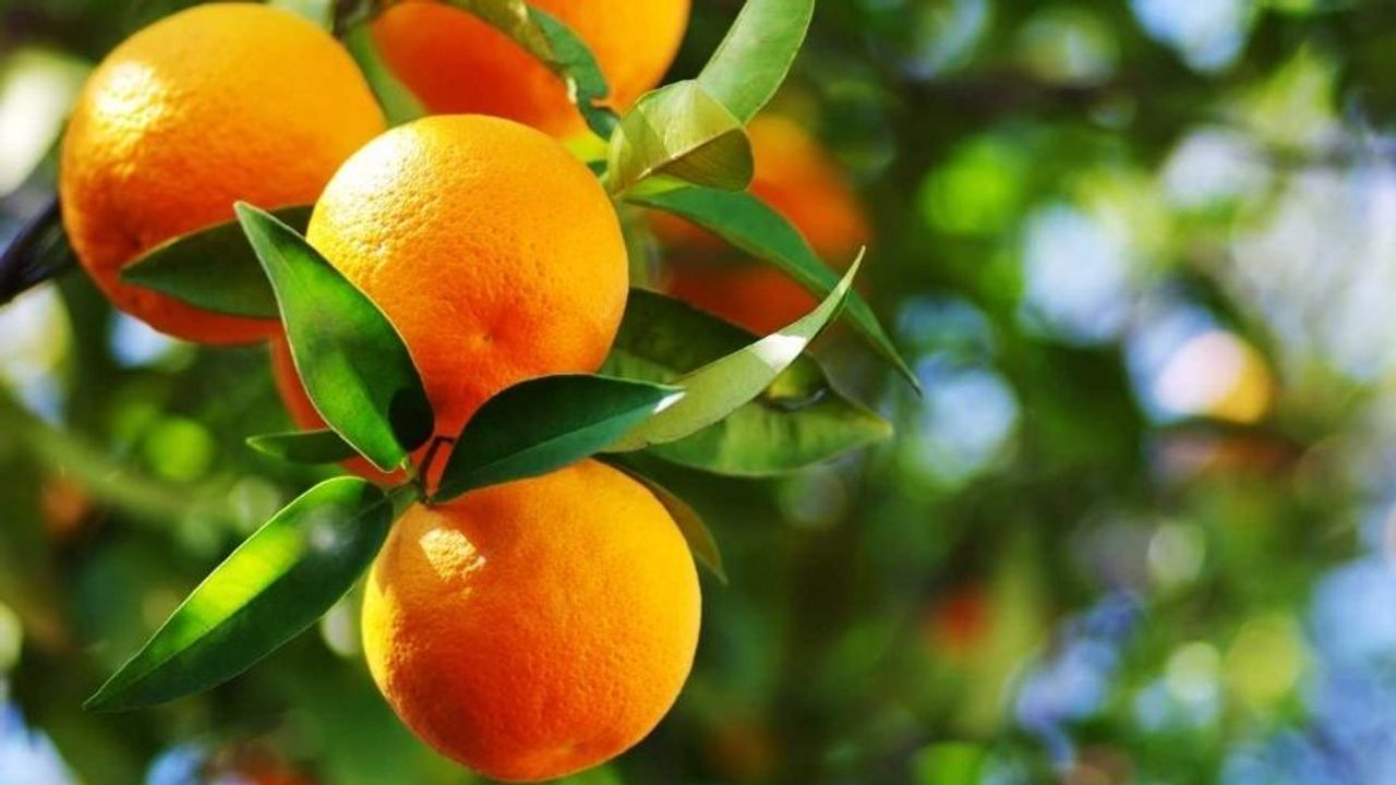 Portakal Nasıl Yetiştirilir ve Bakımı Nasıl Olmalıdır?