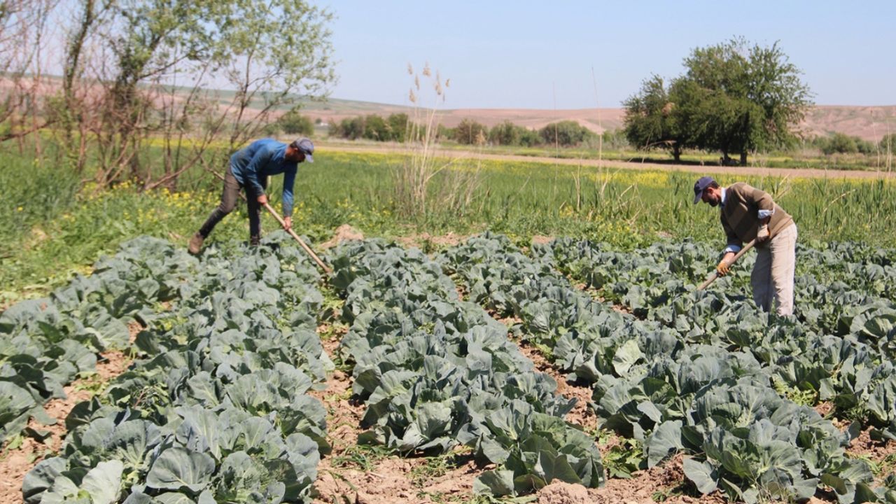 Tarımda Yaşlanan Nüfus: Gençleri Sektöre Çekme Çağrısı