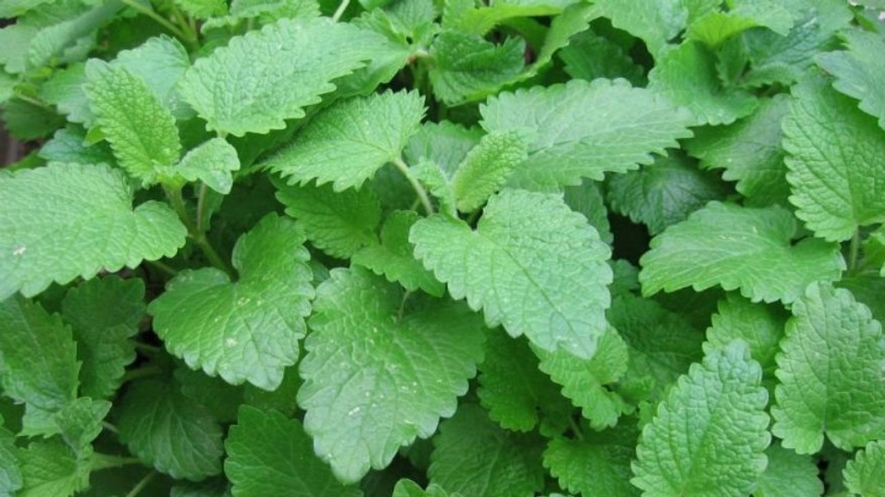 Oğul Otunun (Melisa) Bakımı Nasıl Olmalıdır?