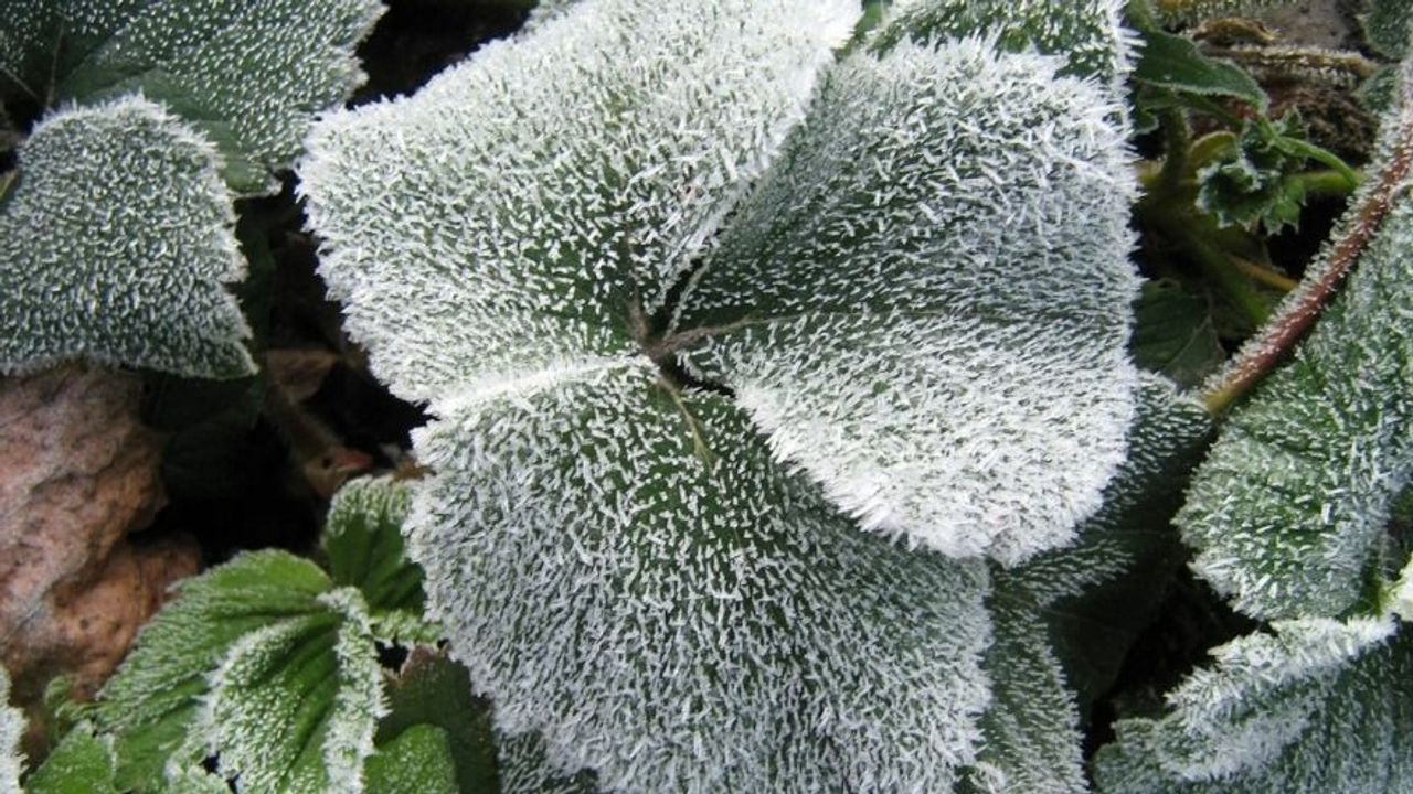 Ağaçları Buza Hapseden Kristal Güç: Kırç Nasıl ve Kaç Derecede Oluşur?