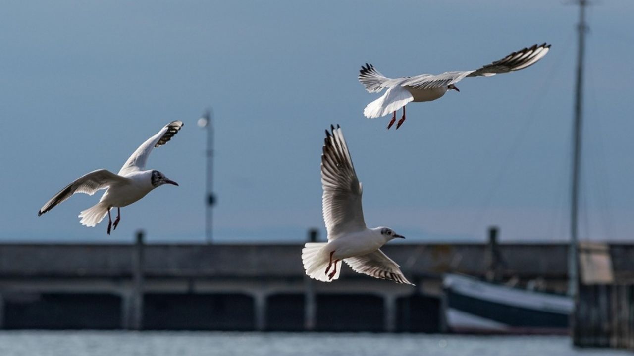 İnsanlar Neden Genellikle Uçamayan Kuşları Tüketir?