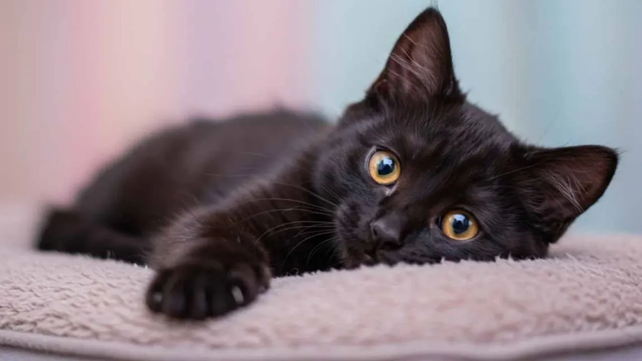 Kara Kedilerin Günahı Neydi? Karanlık Tarihin Sırrı Çözüldü!