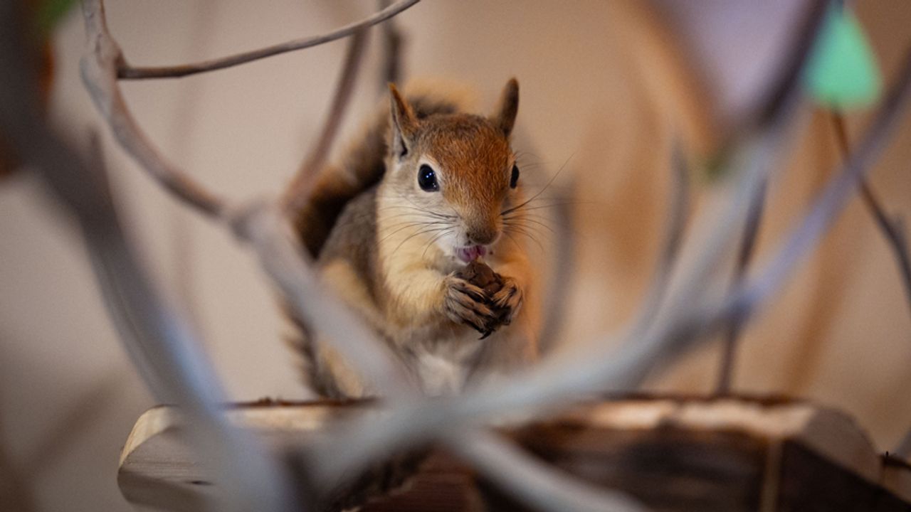 Sincap Yoda Ankara’da Kendini Buldu, Yeni Hedef Doğal Yaşam