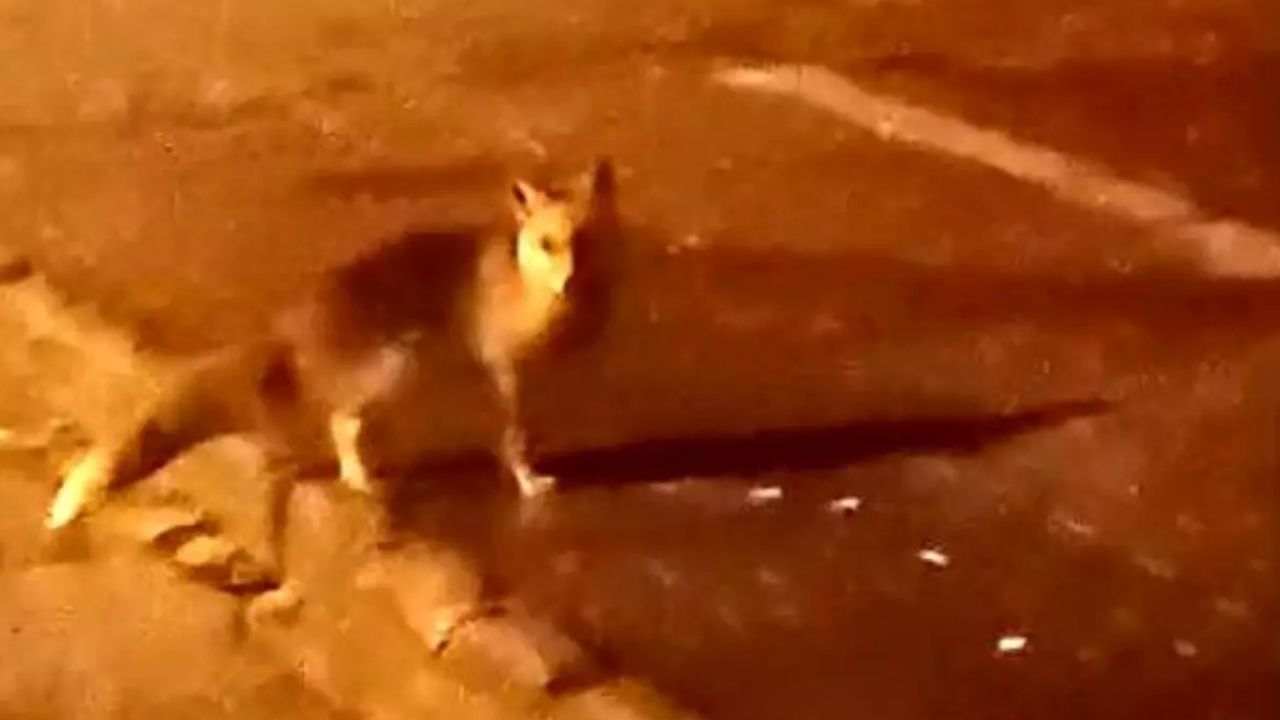 Elmadağ'da Aç Kalan Tilkiler Şehir Merkezine İndi