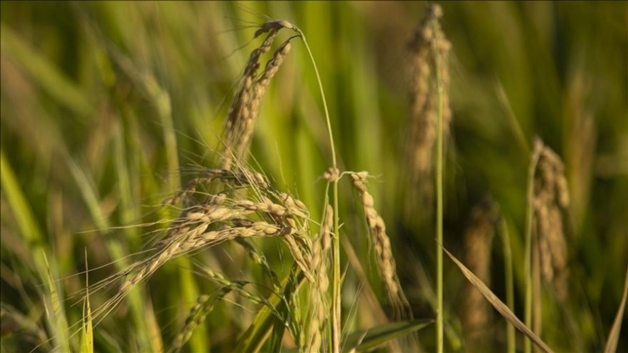 TMO Üreticiye Duyurdu: Çeltik Alım Fiyatları Belli Oldu