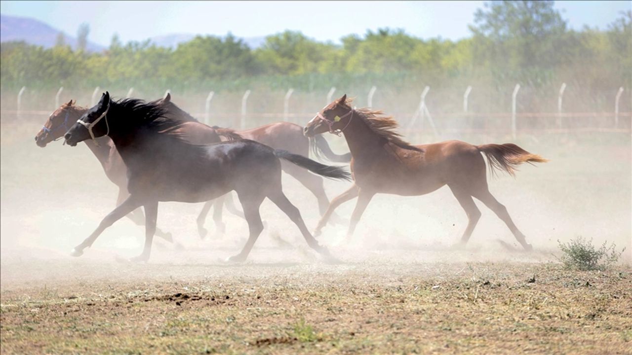 TİGEM’den "Yarış Atları Kayıp" İddialarına Yalanlama
