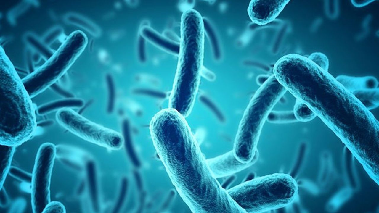 Bakteriler Birbirleriyle Nasıl İletişim Kuruyor?