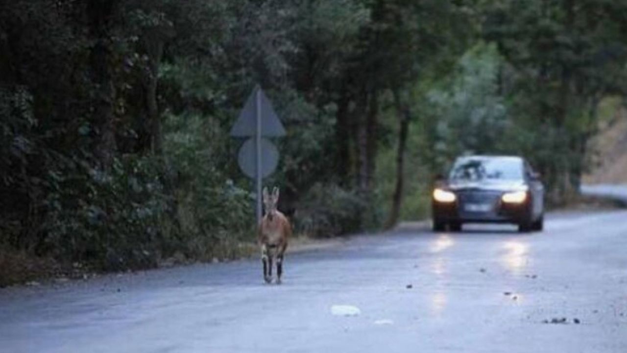 Beypazarı’nda Sürücülere Kritik Uyarı! Yola Her An Yaban Hayvanı Çıkabilir