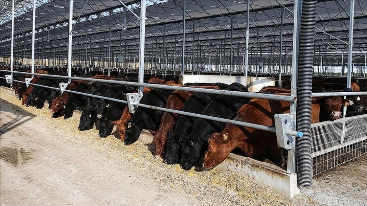 ESK: 400 Bin Baş Besilik Hayvan Teslimatı Tamamlandı