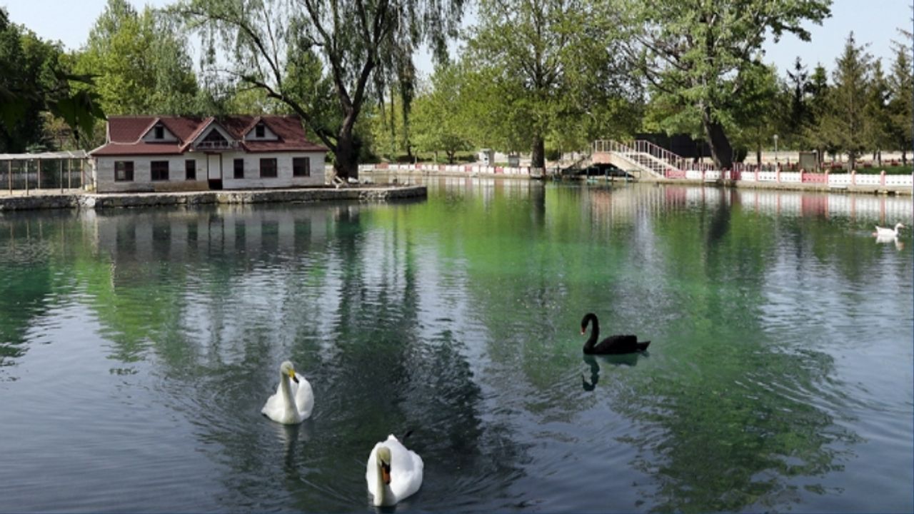 Kuğulu Park ve Kuğuları Nasıl Ankara’nın Simgesi Oldu?