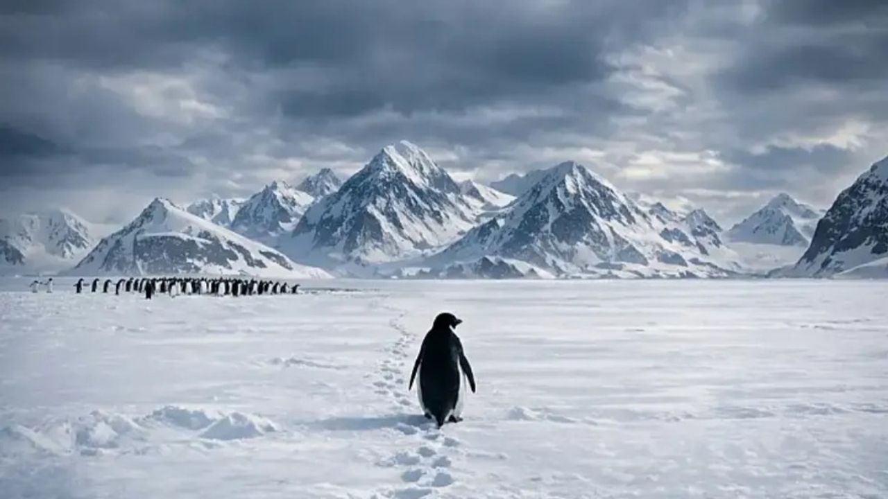 Yalnız Yürüyen Penguen Neden Sosyal Medyada Viral Oldu?