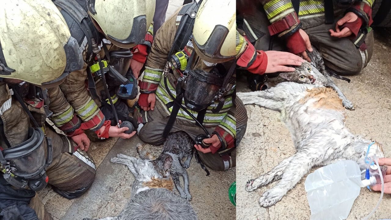 Ankara Kahramankazan’da Ev Yangını: Dumandan Etkilenen Kediler Kurtarıldı