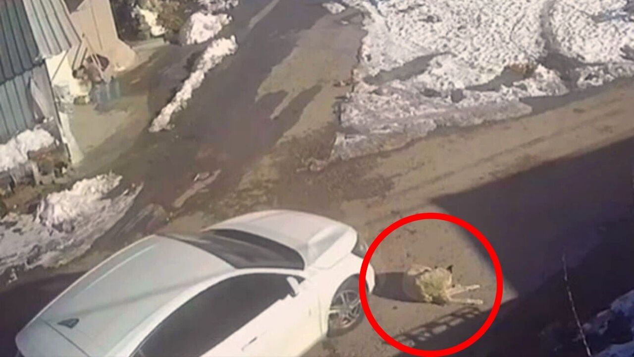 Ankara Yenimahalle’de Seyir Halindeki Araç Köpeği Ezdi