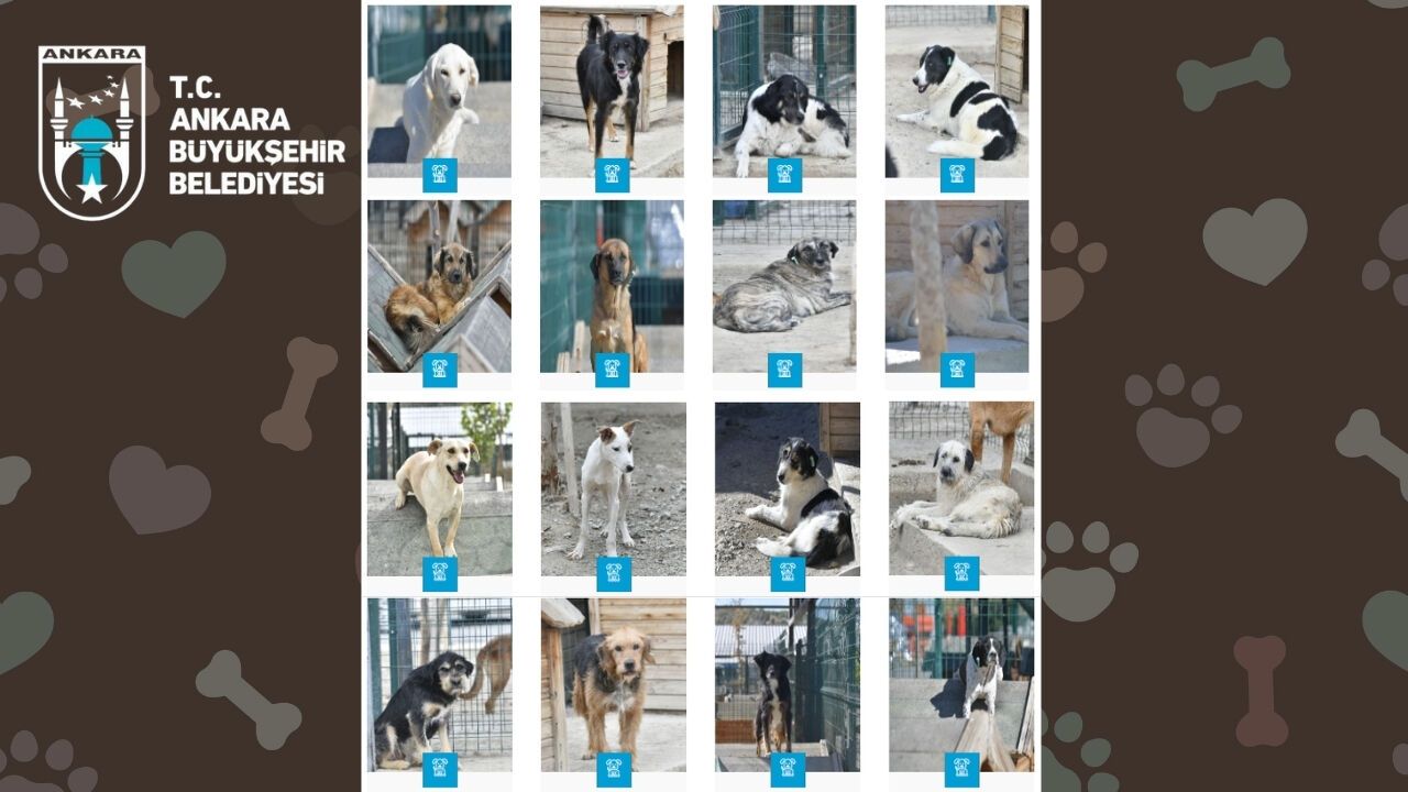Ankara’da Sahipsiz Patiler Yeni Ailelerine Kavuşmayı Bekliyor