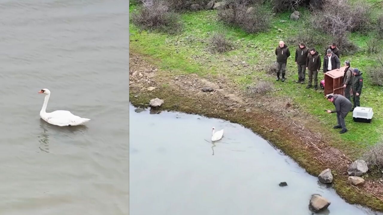 Ankara'da Tedavi Edilen Kuğu Edirne Gala Gölü’ne Salındı
