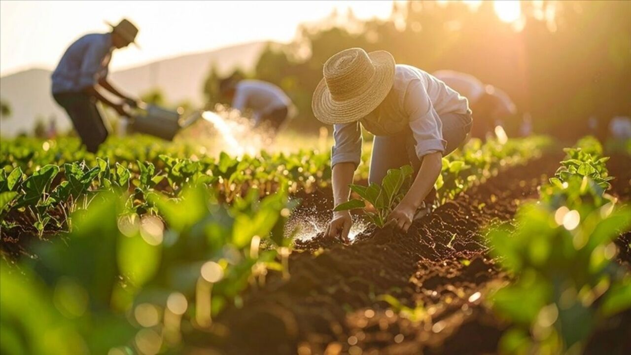 Gıda Fiyatlarını Sınırlamak için Ürede Vergi Kaldırıldı