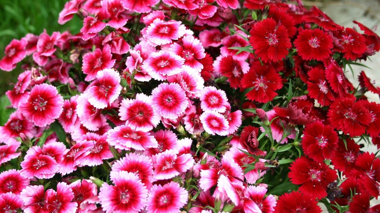 Hüsnü Yusuf Çiçeğinin Hikayesi ve Anlamı Nedir?