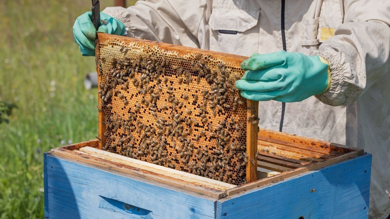 Kalecik’te Arıcılara Ücretsiz Eğitim ve Kıyafet Desteği