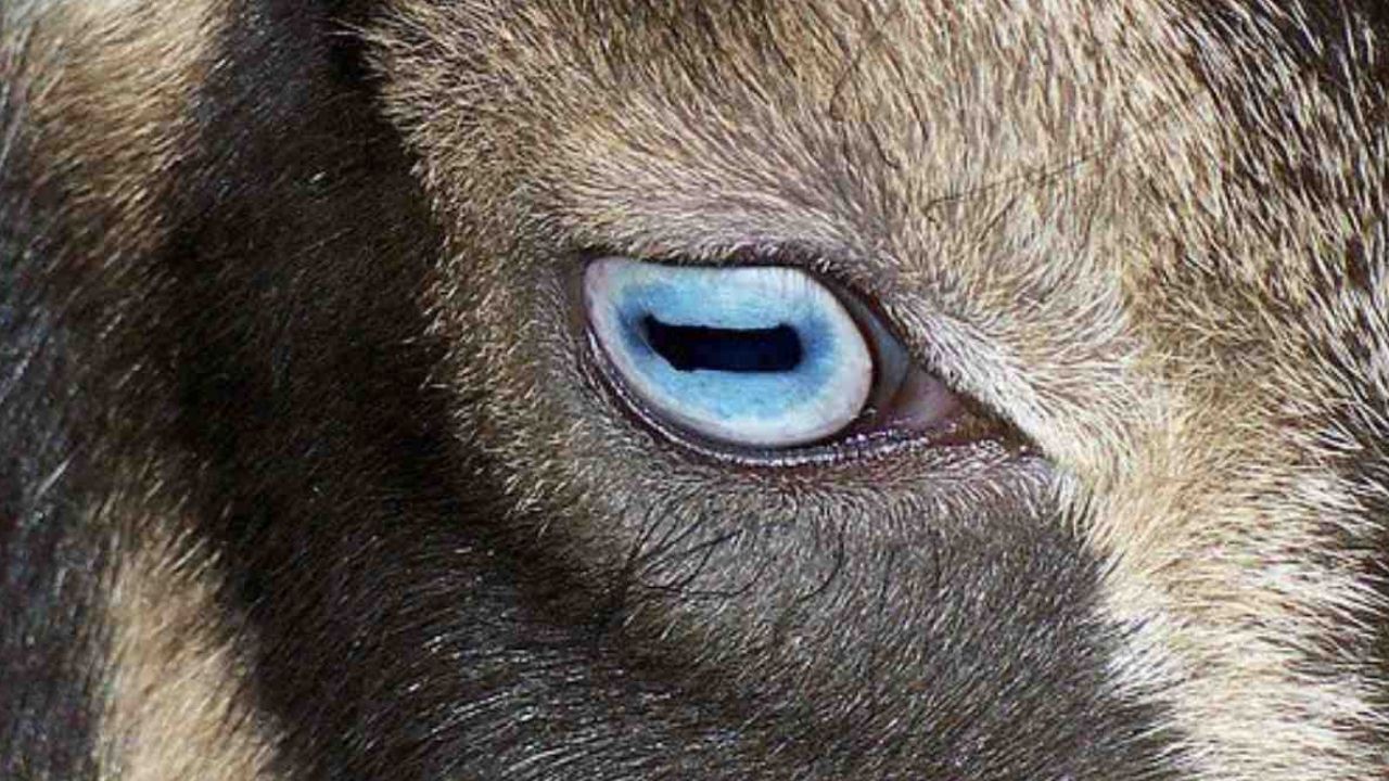 Keçilerin Göz Bebekleri Neden Dikdörtgen Şeklindedir?