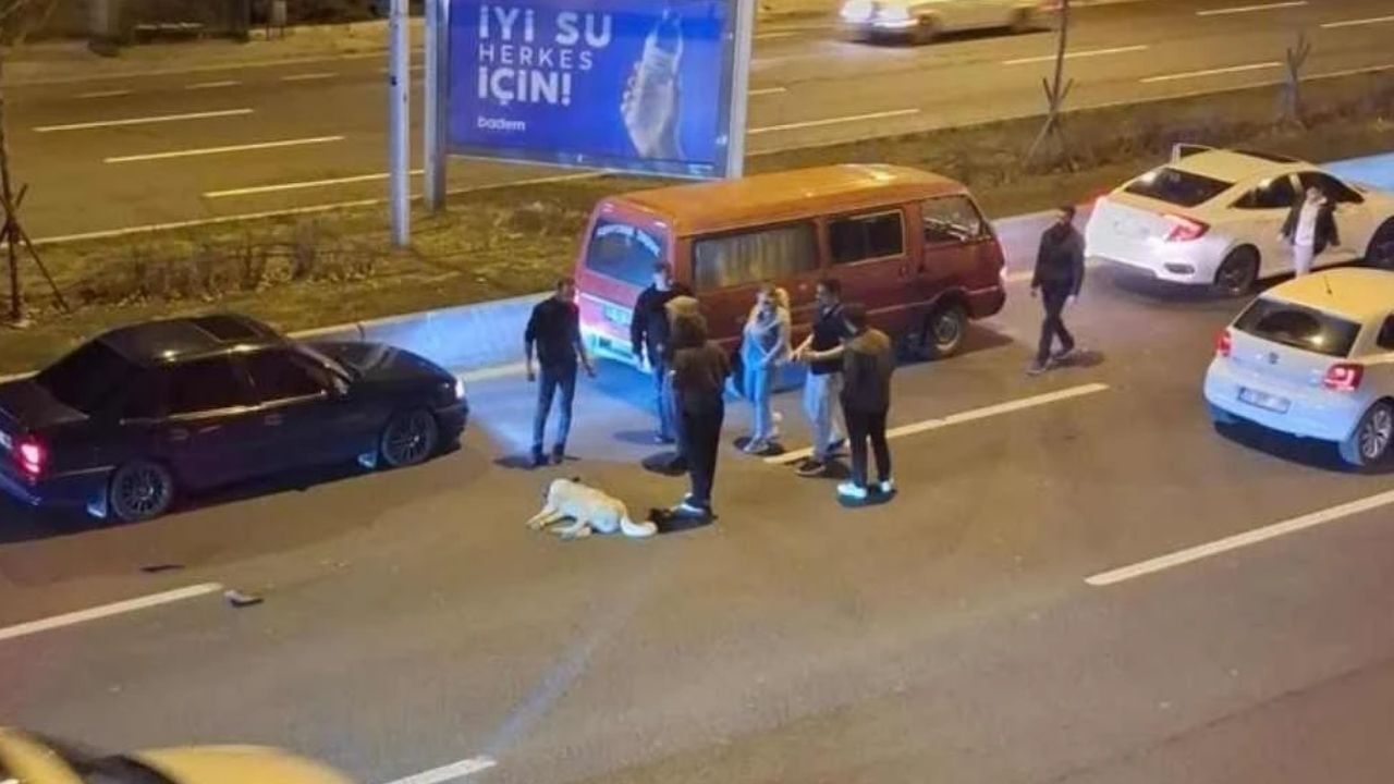 Sokak Köpekleri Ankara'da Zincirleme Kazaya Neden Oldu